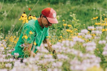 A man wearing glasses, a well-worn Nature Conservancy T-shirt, and a faded IU baseball hat, kneels amidst the grasses and blooms of the prairie to pull weeds. He is surrounded by plant life.
