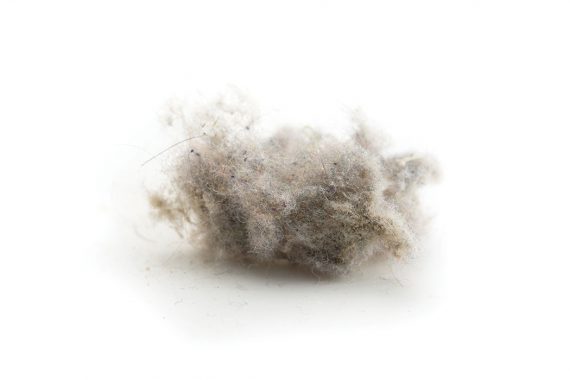 A matted bunch of gray and white dust.